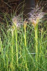 Green and yellow autumn fluffy feather grass with seeds on curved stems in light wind. Hello autumn concept. Natural background with copy space