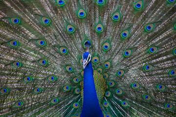 Fototapeta na wymiar Beautiful feathers of a dancing Peacock
