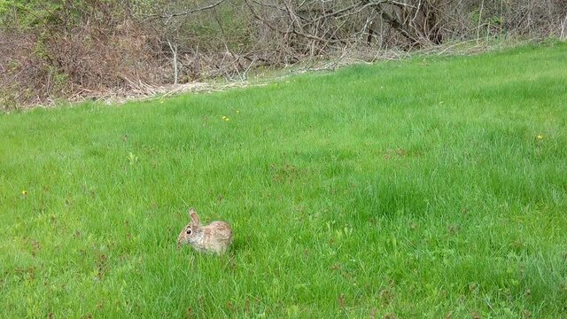 One Eastern Cottontail bunny rabbit hopping along the top of the frame while a second sits in the foreground munching on the green grass before hopping towards the camera