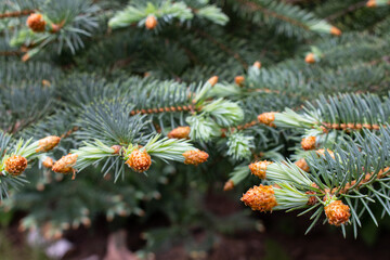 Young shoots of blue spruce