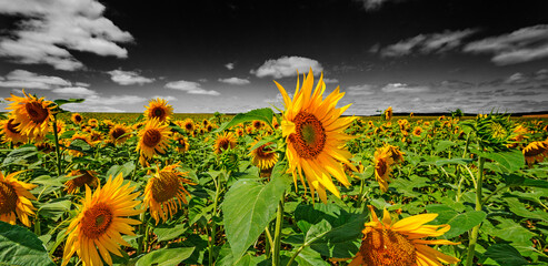 sunflowers field and black and white sky - Powered by Adobe
