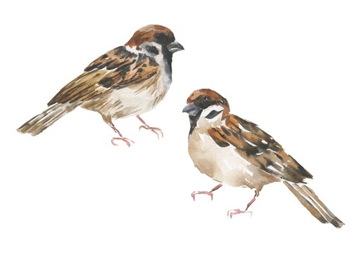 Watercolor sparrow birds on a white background. Watercolour illustration.