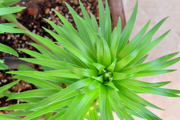 Green Lilium Mandala 03