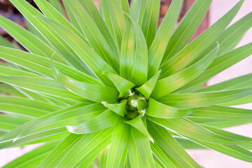 Green Lilium Mandala 06