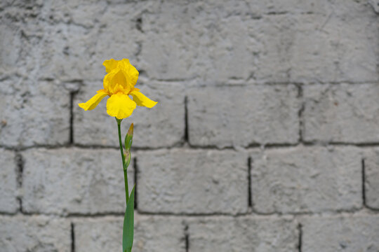 Lonely yellow iris flower on a dusty concrete brick wall background with copy space for an inscription