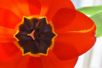 Tulip in Red 02