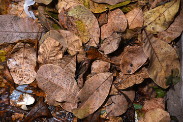 dry leaves fallen on the ground ideal image for texture background