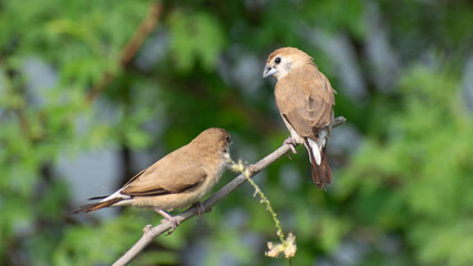 Silver beak