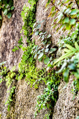 Vegetation growing between the stones of a wall