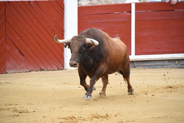 toro en plaza de toros