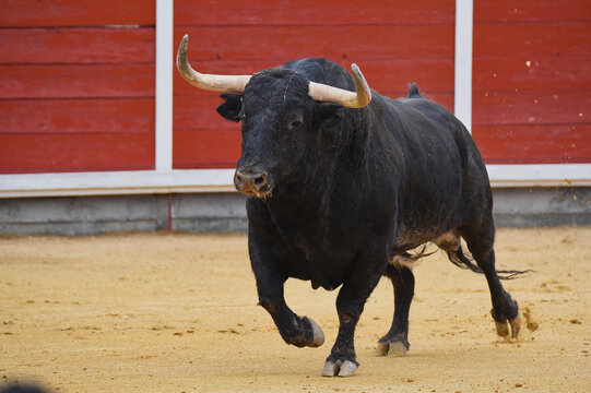 Pañuelo rojo de San Fermín con la silueta blanca de un toro o vaquilla  sobre fondo blanco vector de Stock