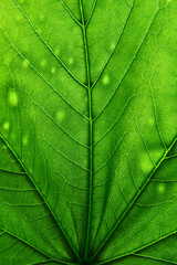 close up of green leaf