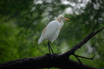 White Egret