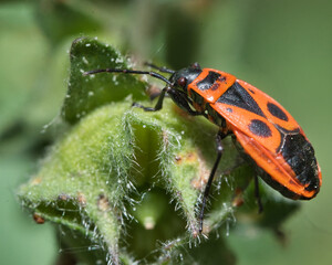 mariquita en la hoja