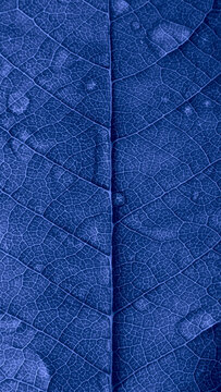 leaf background