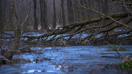 a fallen tree in a swamp