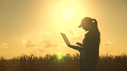 A woman businessman with a laptop in her hands works in a wheat field, communicates and checks the...