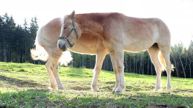 The pair of the haflinger horse on a spring pasture in backlight.