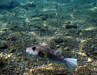 Costa Rica Pacific sea life