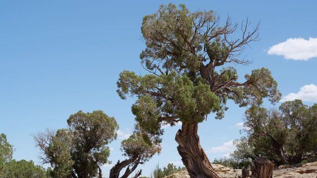 juniper trees in gusty wind in badlands of Westwater area in Utah, springtime midday scenery