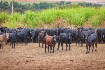 Obraz na płótnie Canvas Angus cattle herd at feed lot in Brazil's coutryside. Agribusiness photography