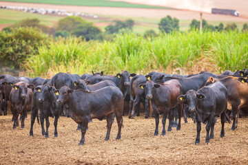 Naklejka na ściany i meble Angus cattle herd at feed lot in Brazil's coutryside. Agribusiness photography