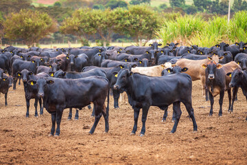 Angus cattle herd at feed lot in Brazil's coutryside. Agribusiness photography