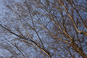 At Inokashira Park in Tokyo, Japan. Withered branches of a zelkova tree in winter.