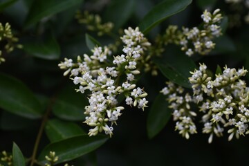 Japanese privet blossoms. Oleaceae evergreen tree.