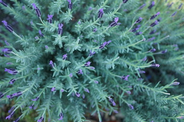 フレンチラベンダーのハイアングル2