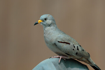Croaking Ground-Dove (Columbina cruziana), a beautiful specimen of Peruvian lovebird in adult stage...