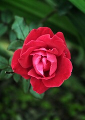 Red little rose in the garden