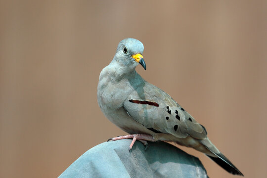 Croaking Ground-Dove (Columbina cruziana), a beautiful specimen of Peruvian lovebird in adult stage perched. Lima - Peru