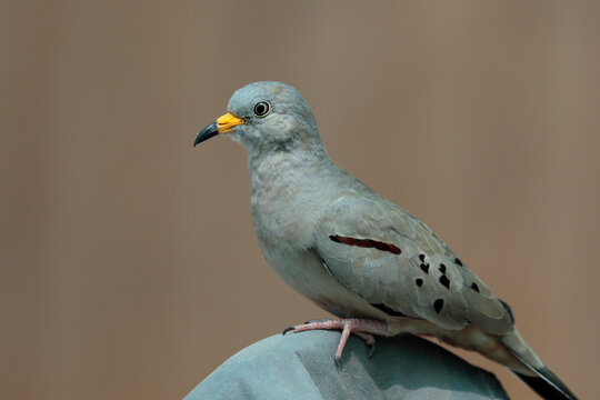 Croaking Ground-Dove (Columbina cruziana), a beautiful specimen of Peruvian lovebird in adult stage perched. Lima - Peru