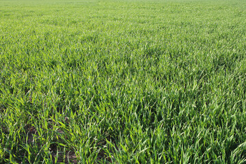 bright green lush grass on the lawn country landscape wheat crops in the fields