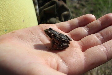 a frog is a wild amphibian on the palm of a person's hand
