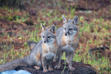 Grey Foxes on stump