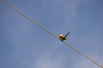 Scissor-tailed Flycatcher sitting on a wire
