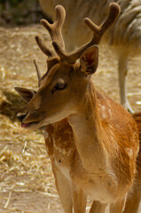Bambi. 