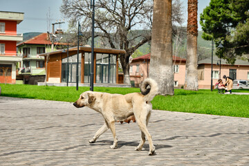 29.4.2021. Bursa, Turkey. a female dog living and walking in square of Nicaea (iznik) center city house and people background and with walking on cobblestone.