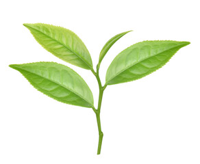 Fototapeta premium Green tea leaf isolated on white background