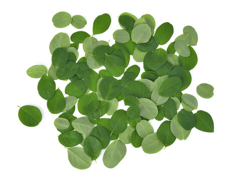 Top view Moringa leaf isolated on a white background