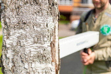 Checking wood for rotten areas. A special device for analyzing the tree for its health. The...
