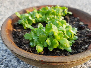 seedlings in a pot
