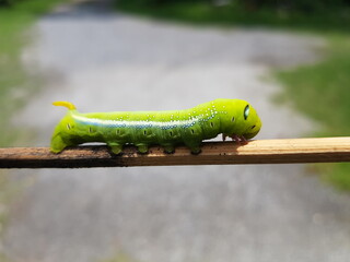 caterpillar on leaf