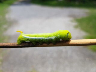 green caterpillar on a branch