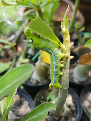 green caterpillar on a leaf