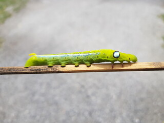 green caterpillar
