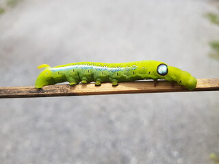 green caterpillar on a leaf