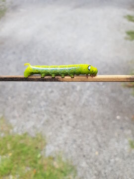 green caterpillar on a wooden stick